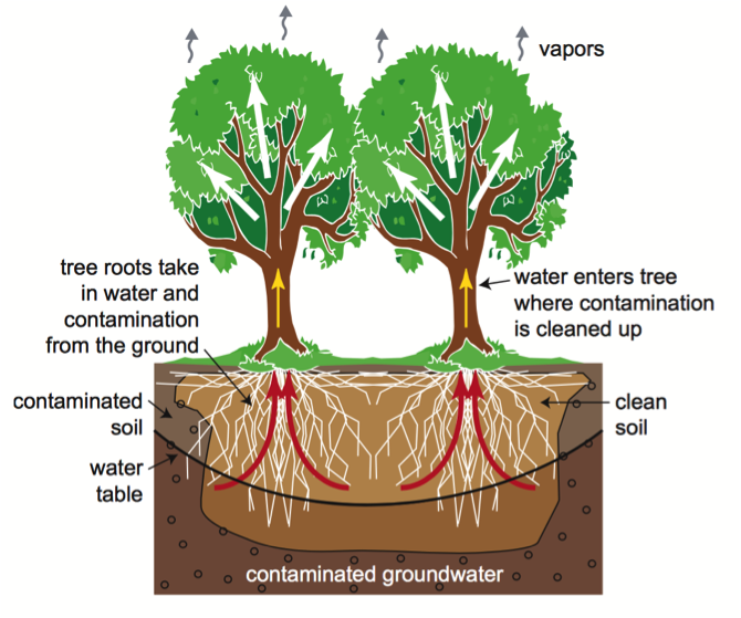 Tree phytoremediation