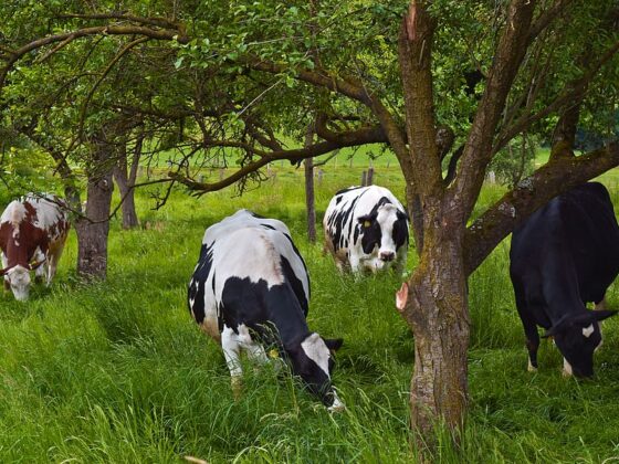 Koeien eten gras onder fruitbomen_Agroforestry