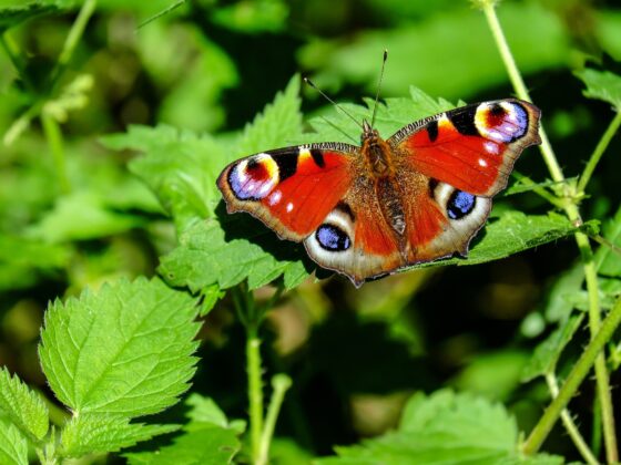 Inheemse planten vlinder brandnetel_foto via Pixabay